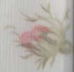 Herbier de fleurs
